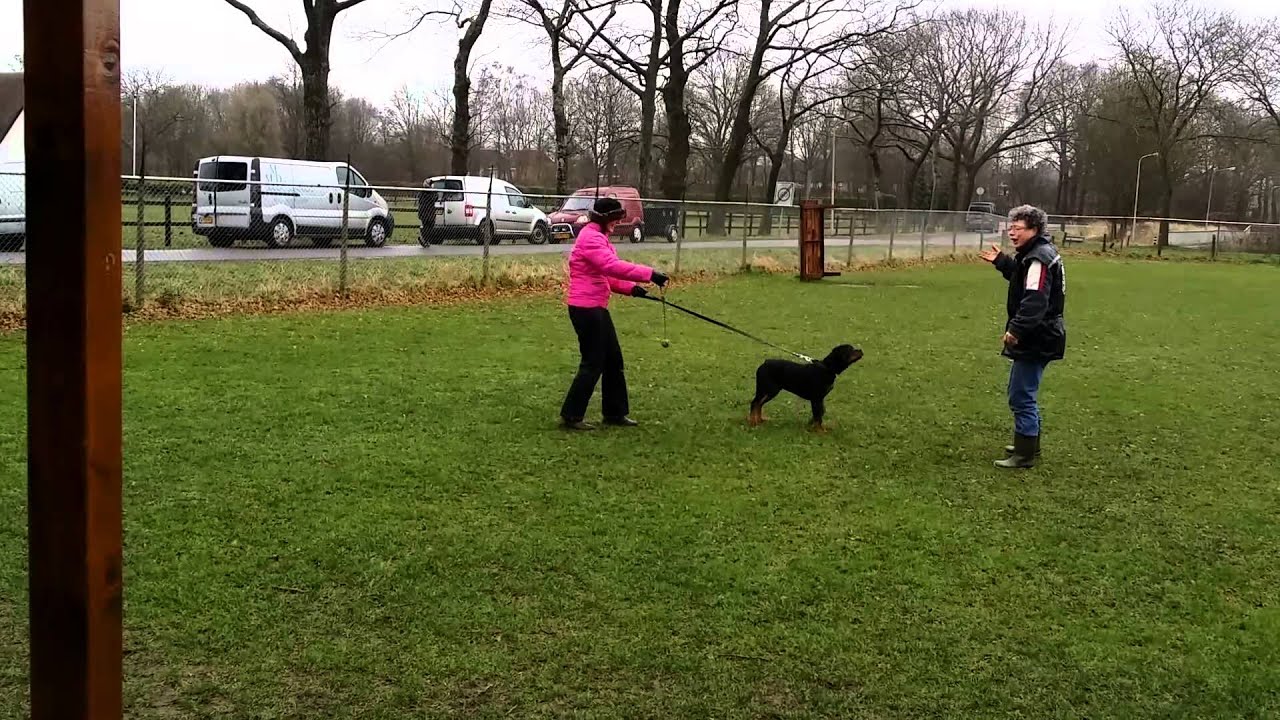 Training Eljahro rottweiler werkgroep salland