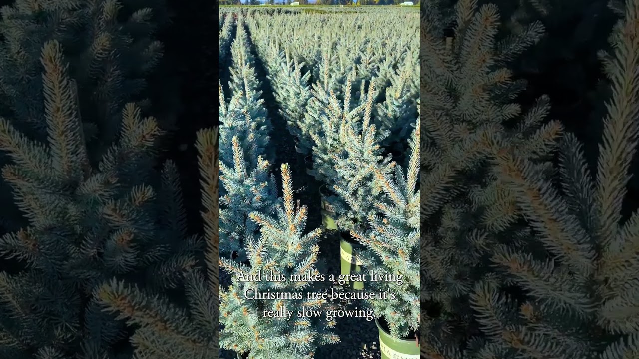 Fat Albert Colorado Blue Spruce | #christmastree #christmasdecor #landscapedesign #gardeninspiration