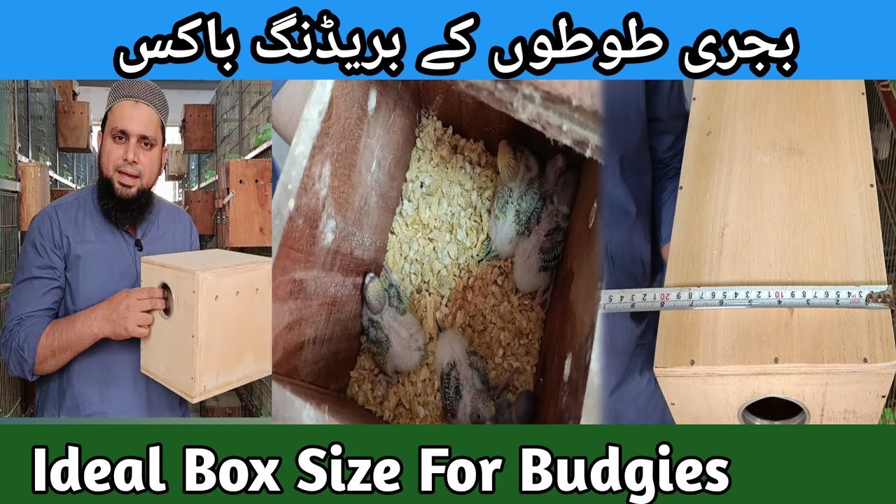 Budgies Breeding Boxes | Ideal Size | Jitni Zada Space Itnay Zada Bachay #petsbysbz #birdsdoctor