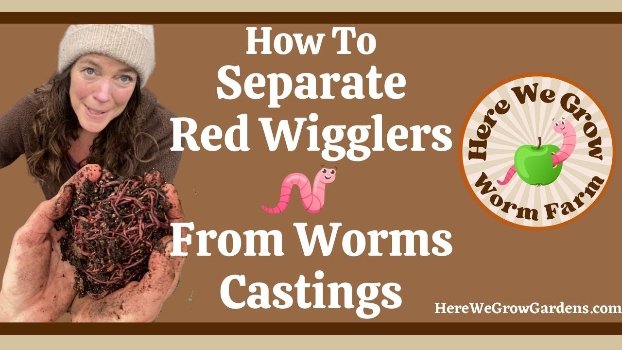 2 ways to separate worms from the worm castings. Raising red wigglers in worm bins.