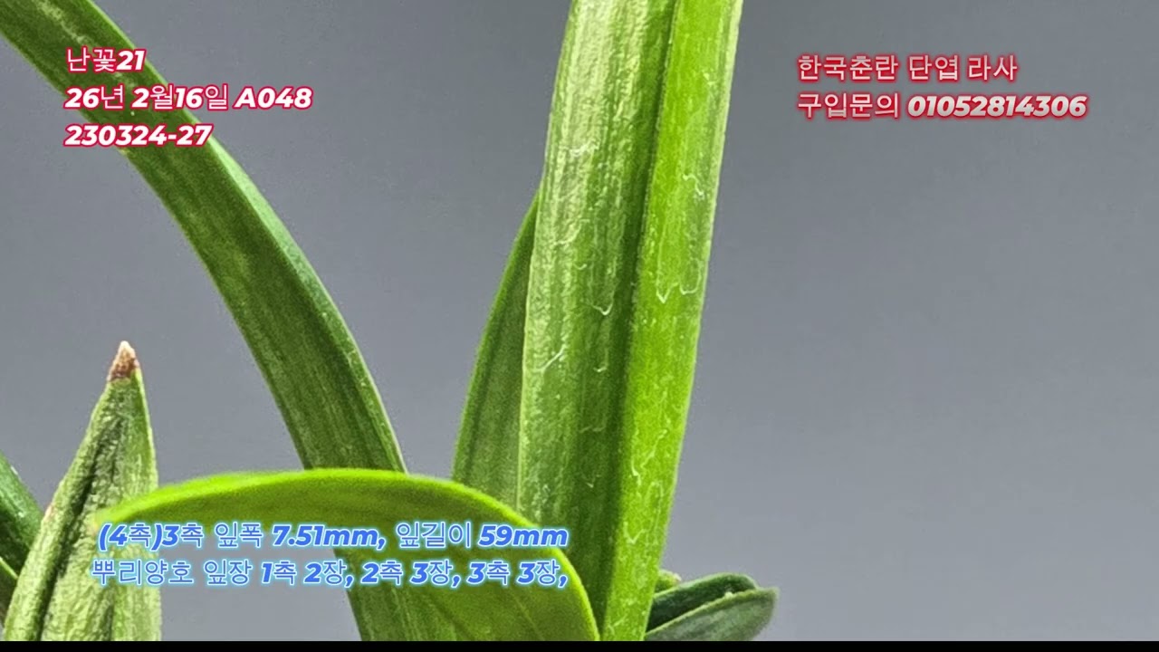 한국춘란단엽라사A048 판매중