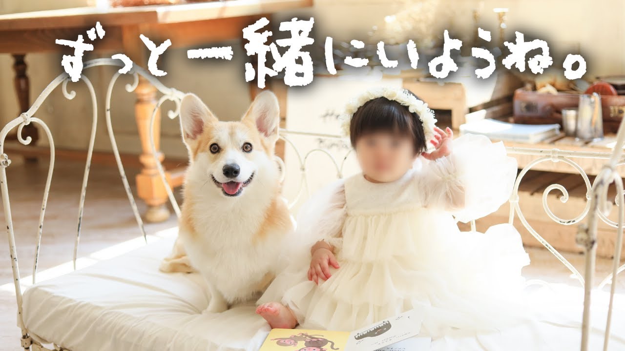 犬と赤ちゃんの過ごした時間が、たまらなく愛で溢れていた。【1年間の軌跡】 #コーギー犬