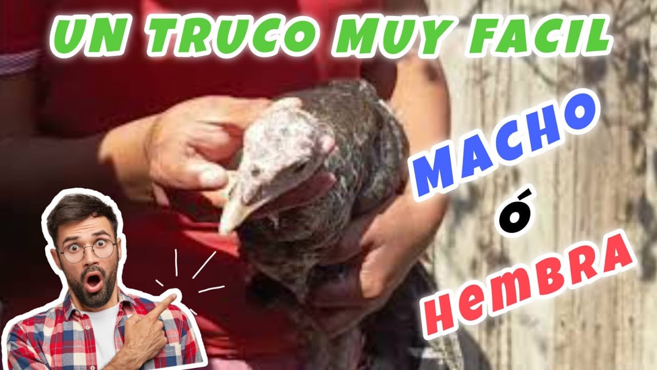 COMO SABER SI mi PAVO es HEMBRA O MACHO 😱🤔🦃 un TRUCO muy FACIL desde PEQUEÑOS Y GRANDES #viralvideo 