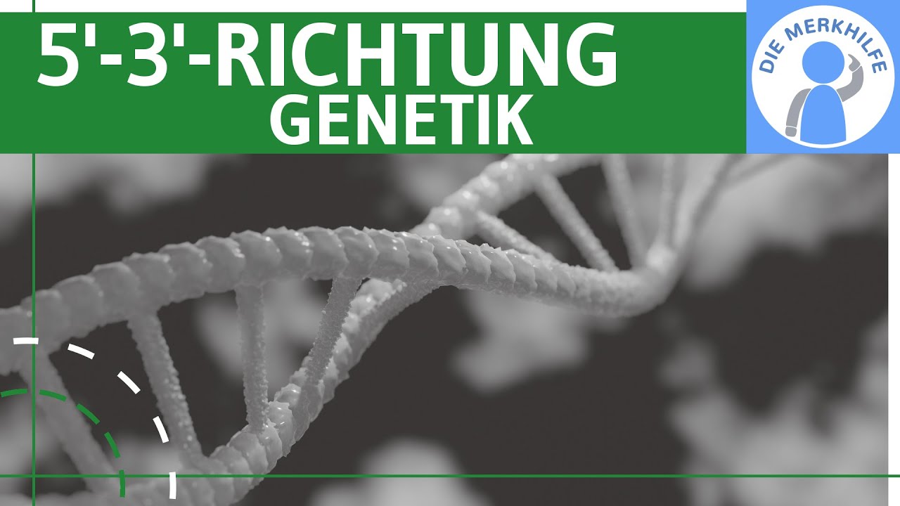 Warum wird immer in 5'-3'-Richtung synthetisiert? Genetik Grundlagen einfach erkl&auml;rt