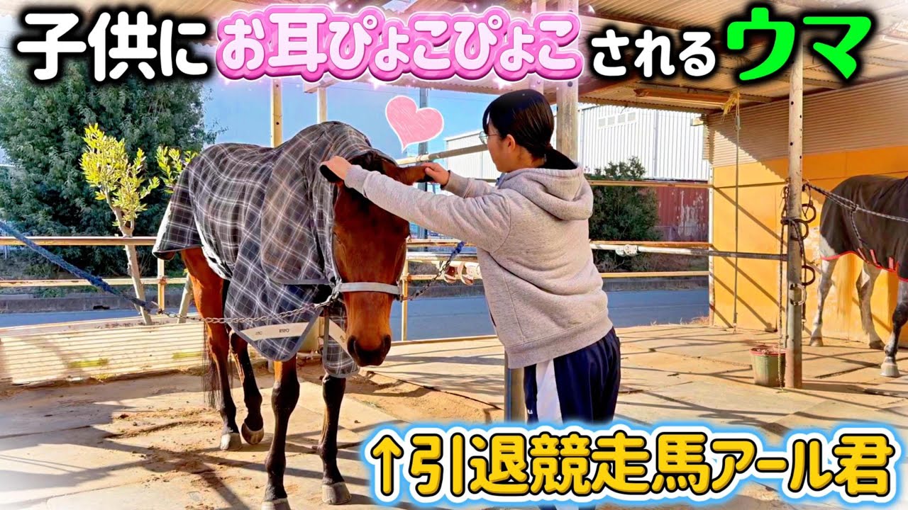 女の子にお耳をピョコピョコからのお顔なでなで攻撃をされて嬉しそうな引退競走馬アールグロウ君。【ツルマルボーイ様のシモベ】