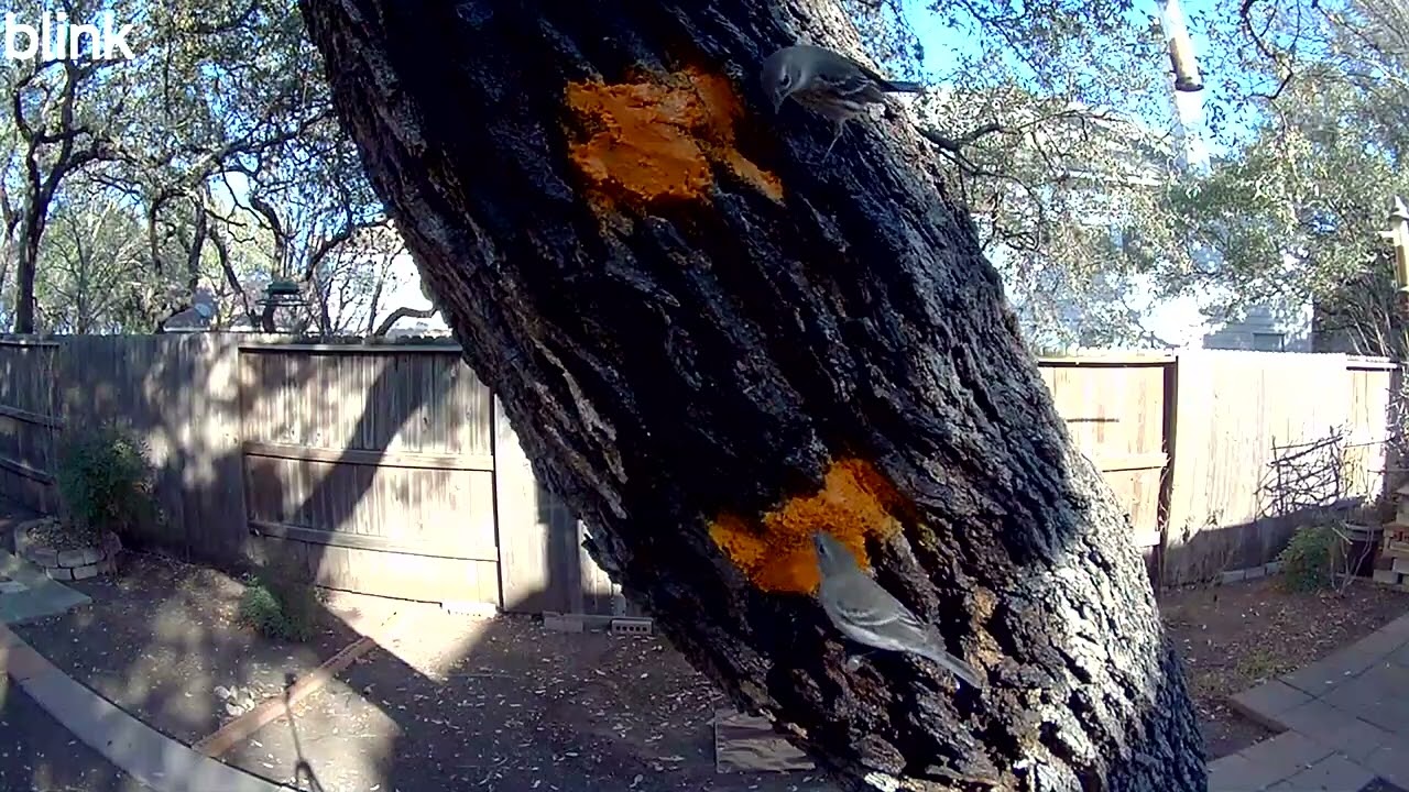 Bark butter and the tree and the camera