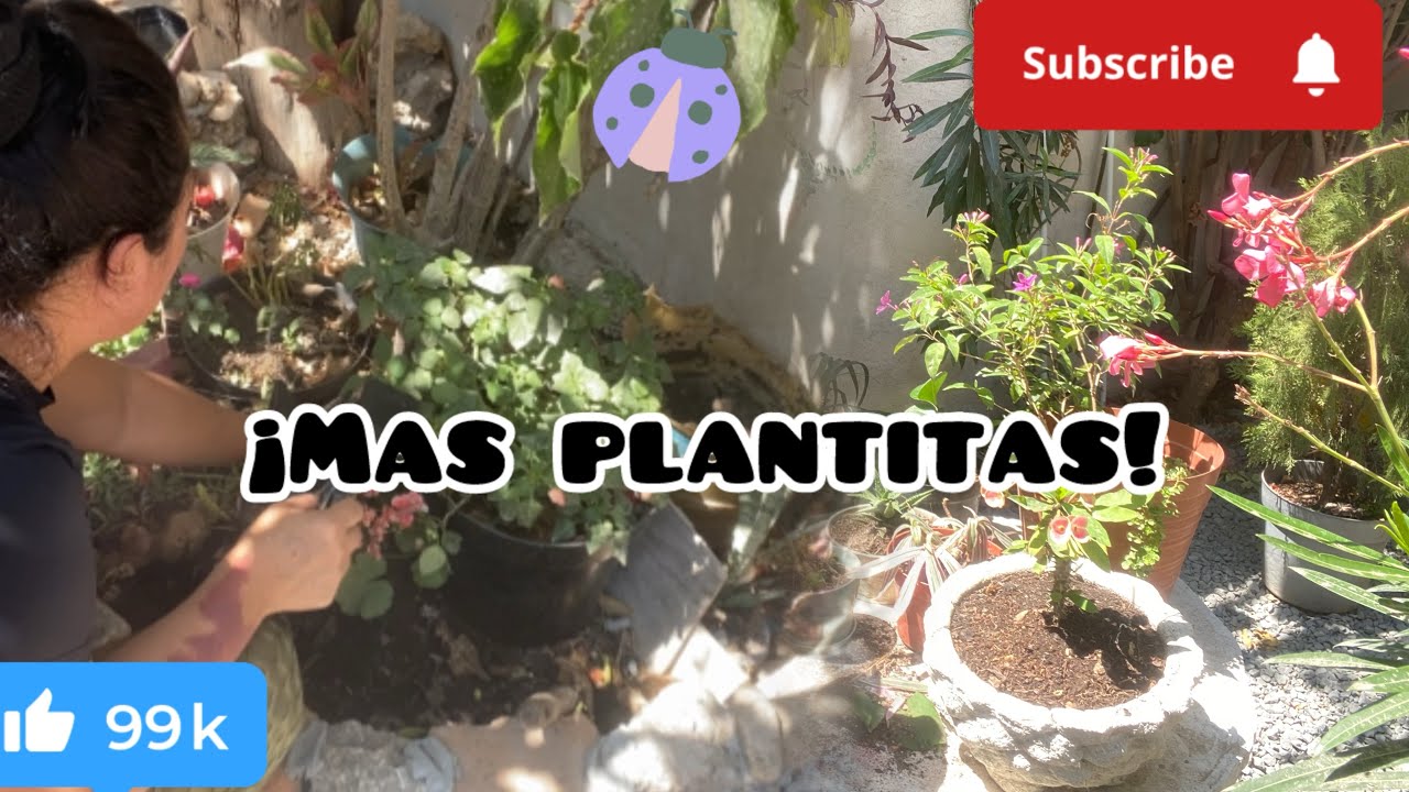👉✅Me Faltaban estas dos plantitas por trasplantar🌿 cambio de macetas y reproducción 