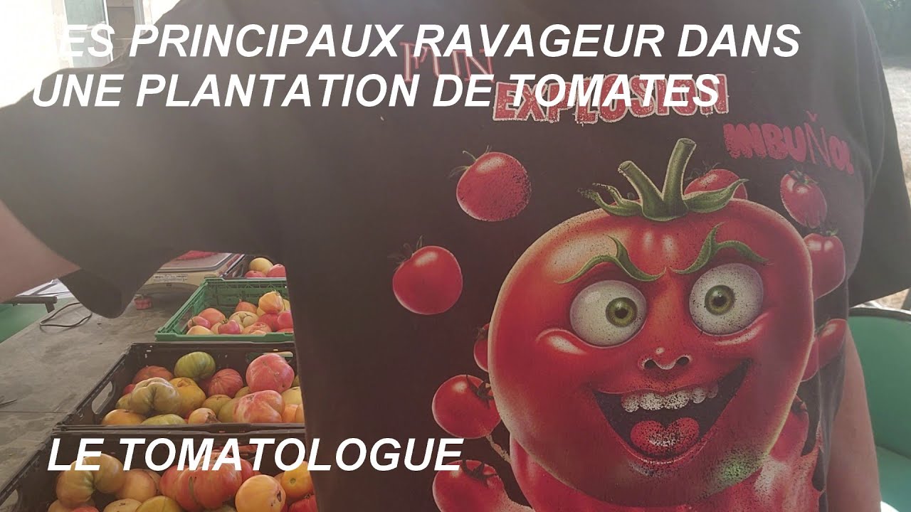 les principaux  ravageurs des plantations de tomates