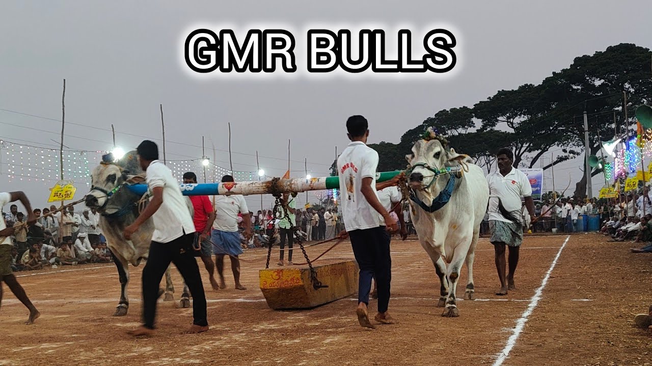 మాచవరం గ్రామం న్యూ కేటగిరి విభాగం💥3వ జత 💥GMR BULLS