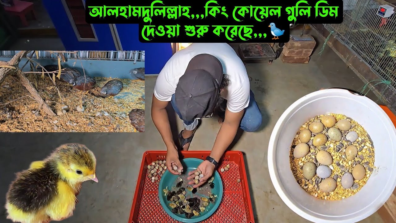 আলহামদুলিল্লাহ,,,কিং কোয়েল গুলি ডিম দেওয়া শুরু করেছে,,,🐦
