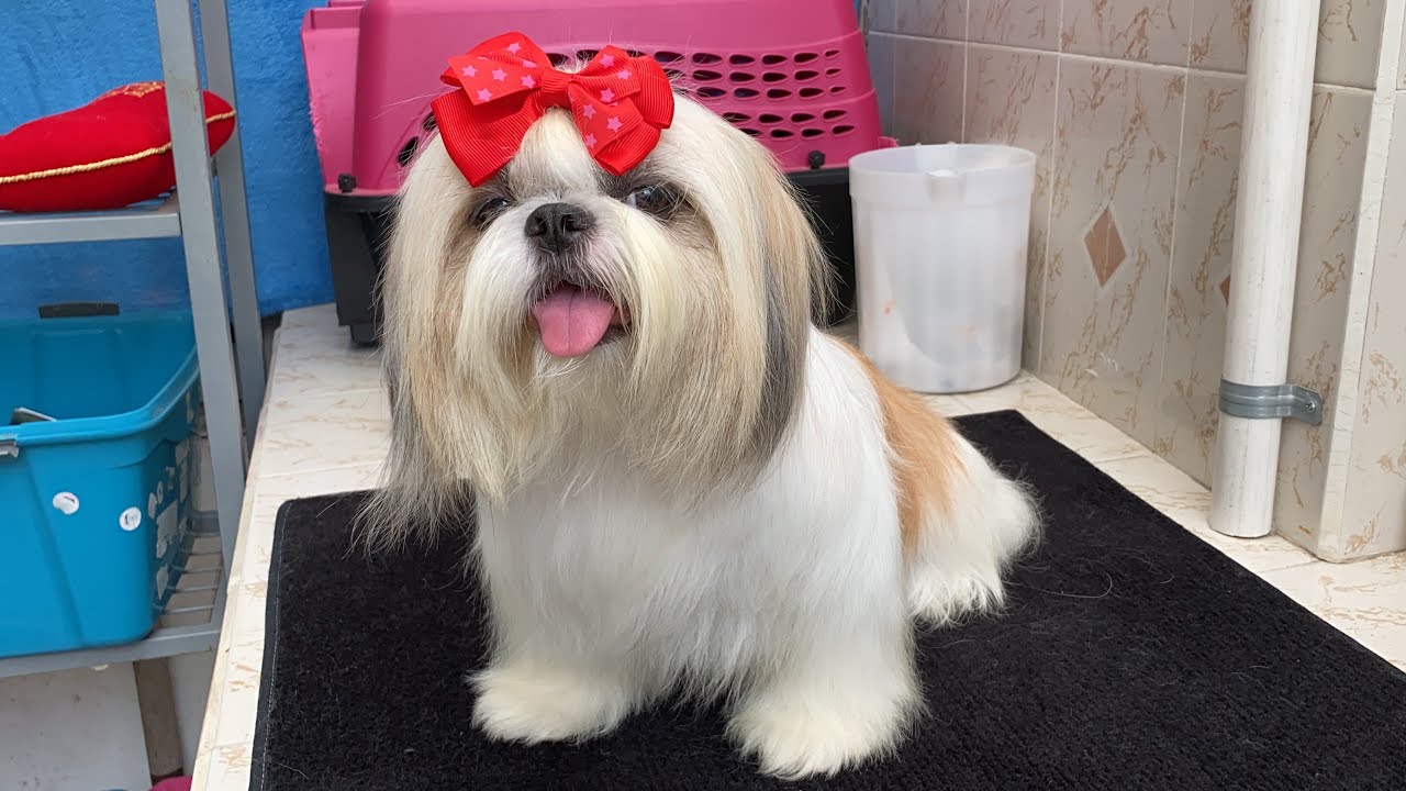 Cómo eliminar el mal olor de tu perro | Parte 1 | La Casita de los Shih Tzu