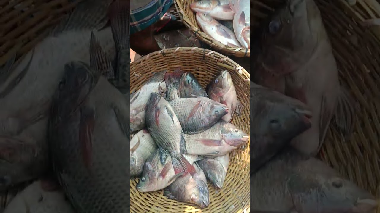 দেখুন বড় রুই বিক্রি হচ্ছে অকশনে মাছের গায়ে আগুন 🔥🔥🔥