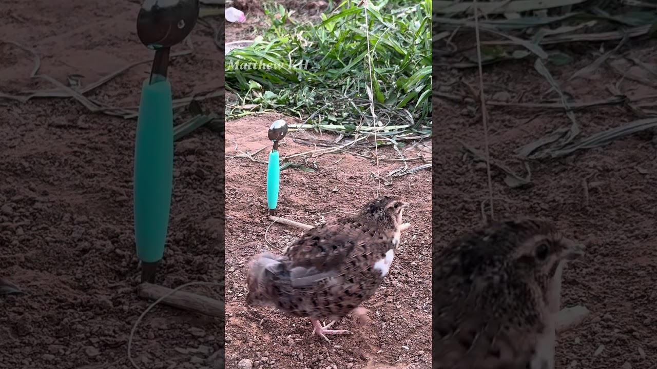 DIY Best Quail Trap Part.28 #wildanimal #wildlife #nature #animals #trap #diy #skills #short #shorts