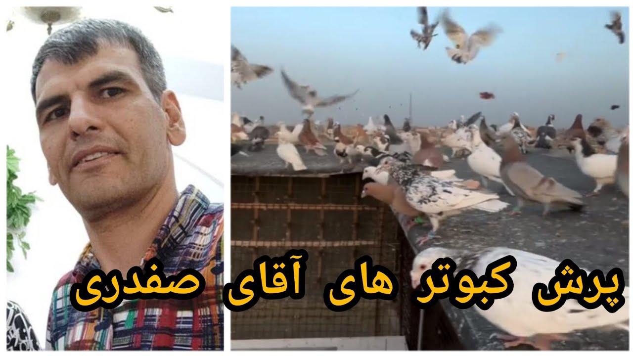 پرواز کبوتر های علی صفدری | مشهد