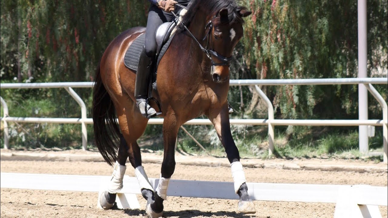 Why Shoulder-in, and how to Correcrtly Ride it