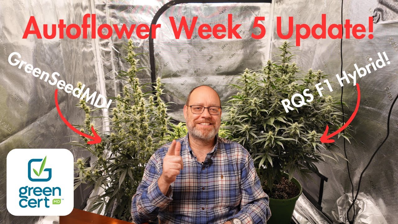 Autoflower Week 5 Plant Update!