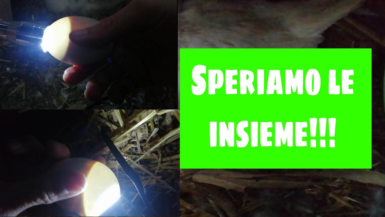 speratura uova di anatre prima della schiusa!!!