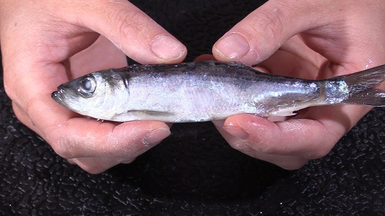How to rig herring for king salmon fishing