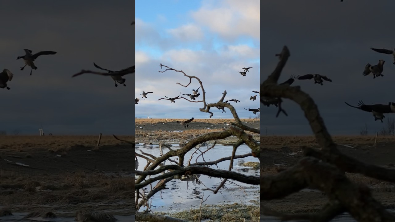 Giant Canada geese up close and personal