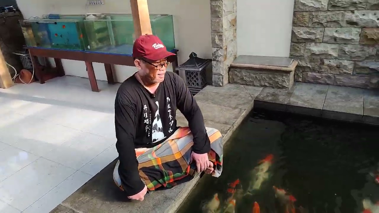 part 2 suka duka pelihara koi