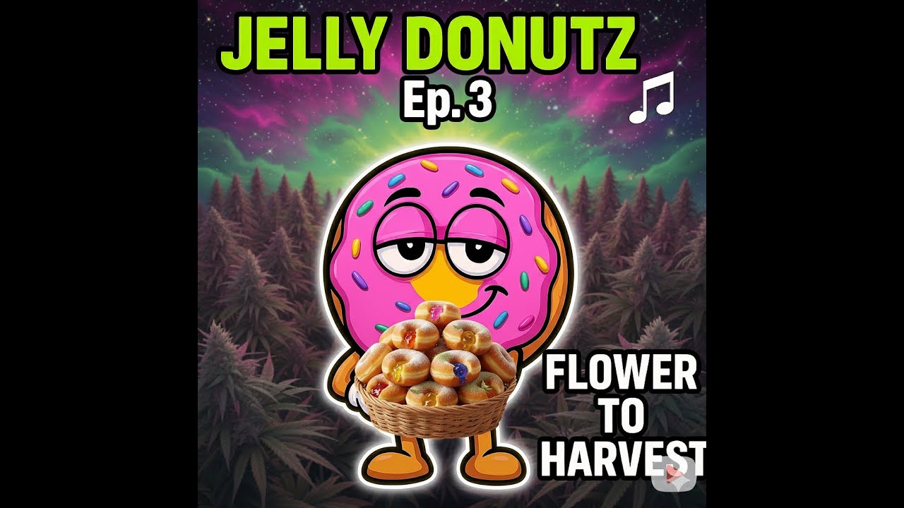 Jelly Donutz by Humboldt Seed Co Harvest 4x4 AC Infinity Grow