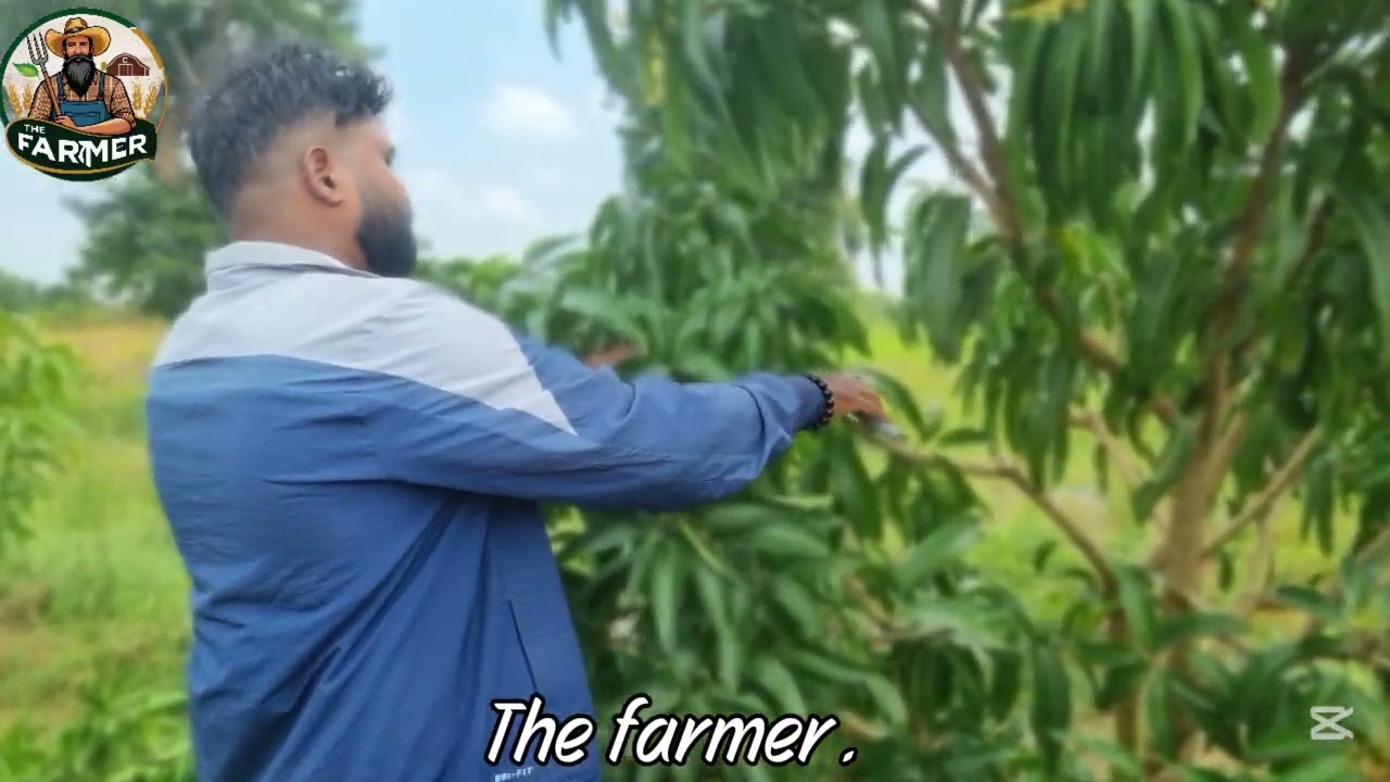 “යලේට පෙර අඹ ගහට දැන් Smart Pruning 🌿ශක්තිමත් අතු– Strong Flowering 🌼Heavy Harvest 🥭 @TheFarmer-r3z 
