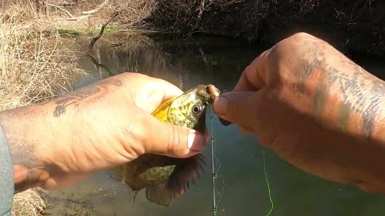 Large mouth bass o lobinas Buenas capturas people!
