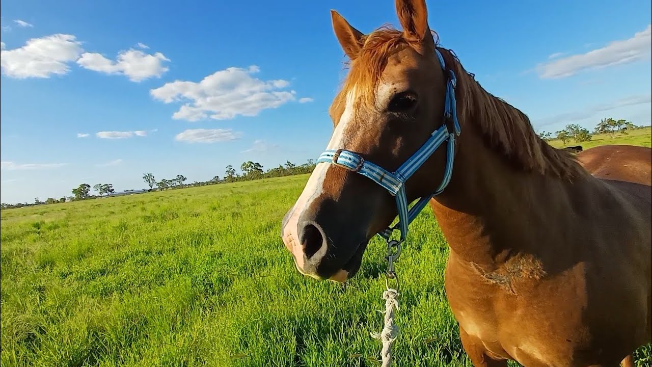CATCH LUNGE and RIDE