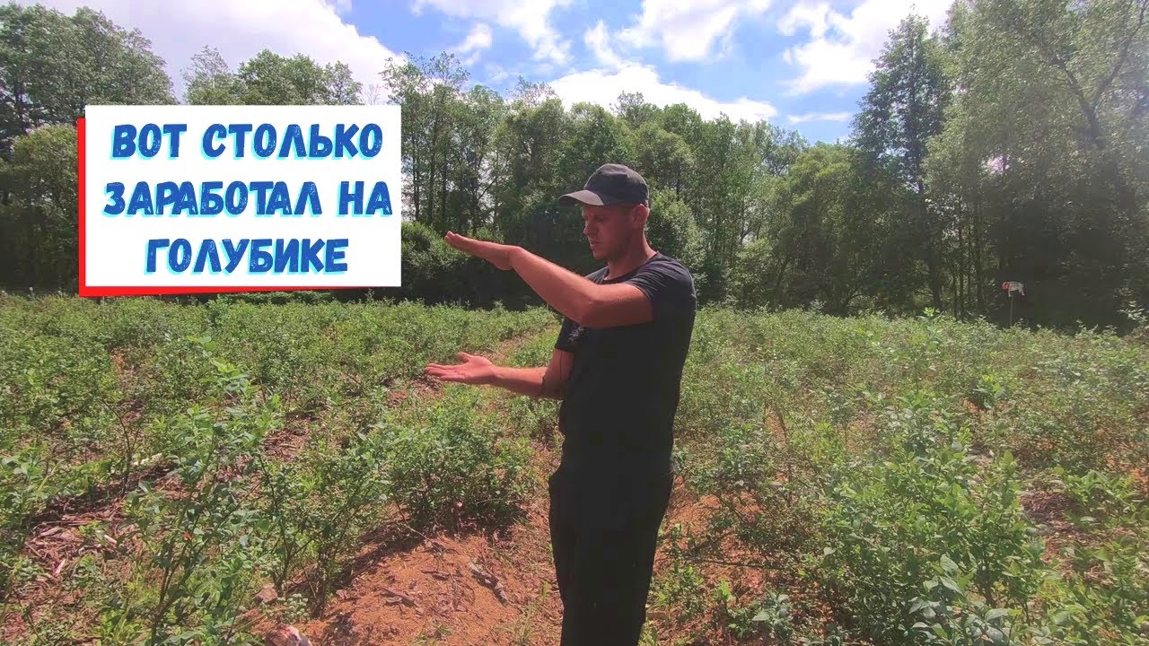 Первый гектар голубики спустя 7 лет