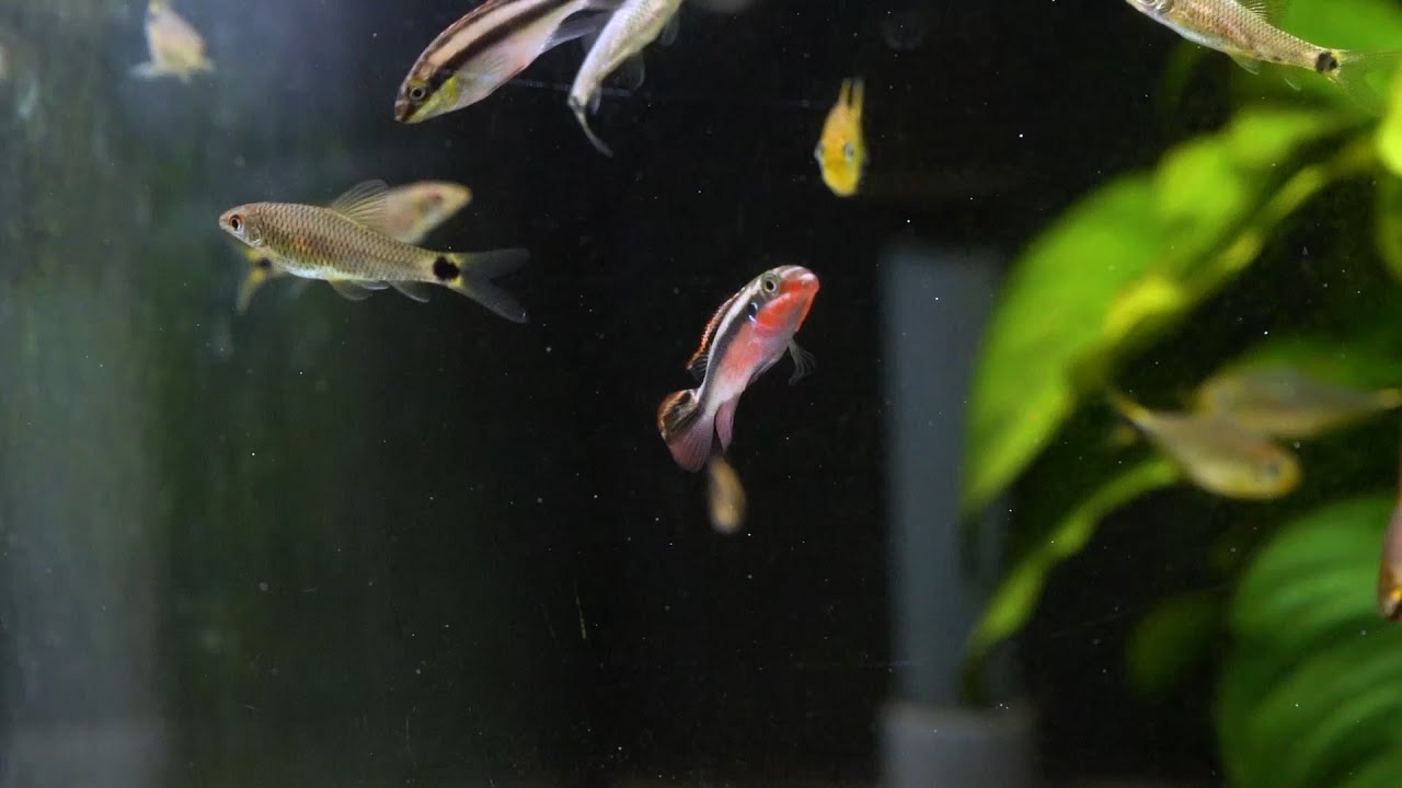 Purpurprachtbarsch - Pelvicachromis pulcher