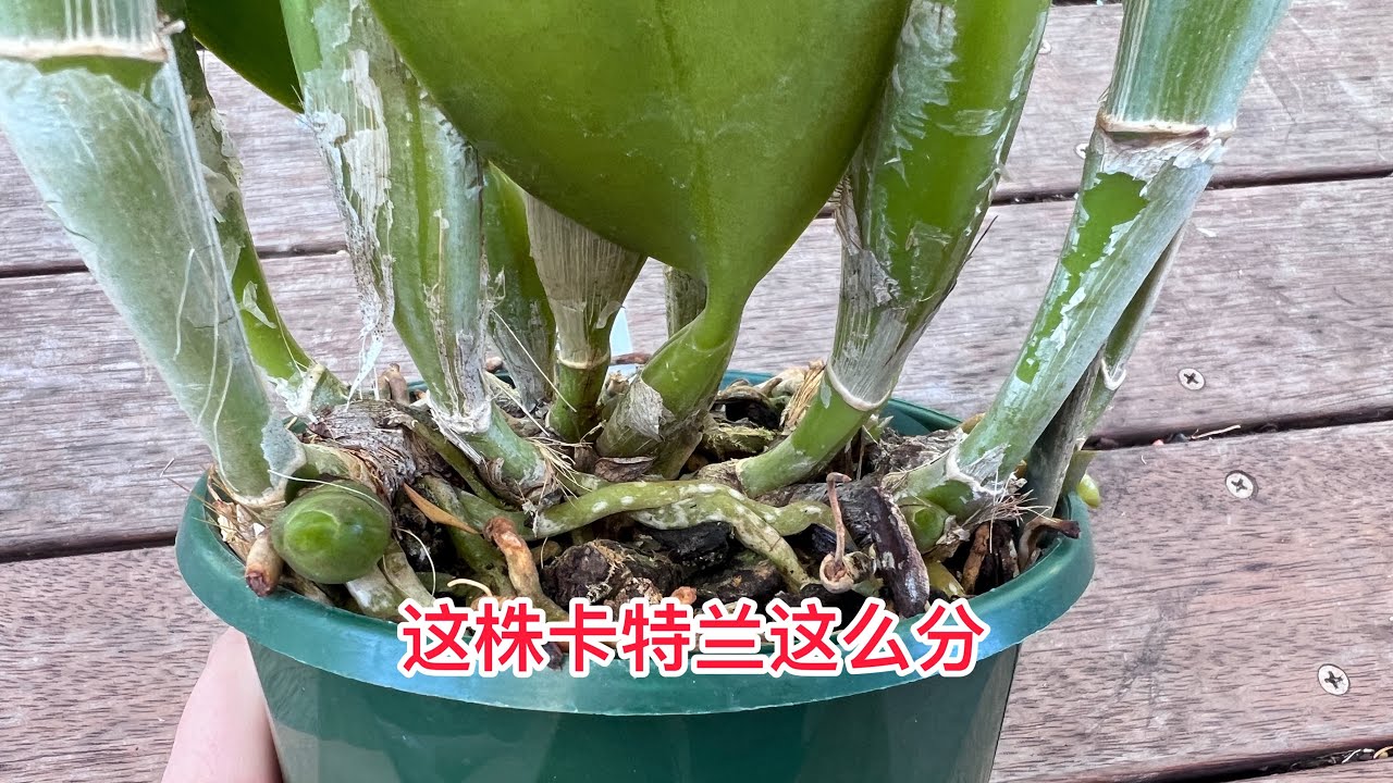 这颗卡特兰这么分株合理吗？