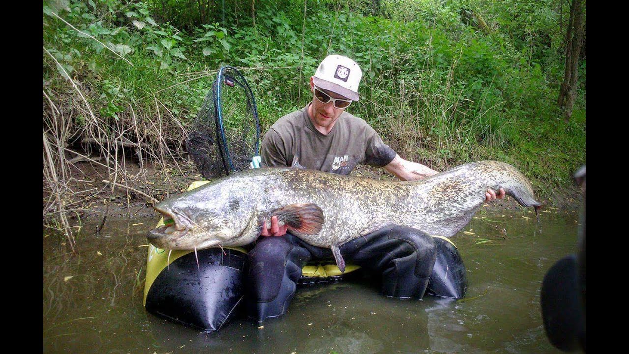 Pêche du Silure aux big bait et une belle rencontre !