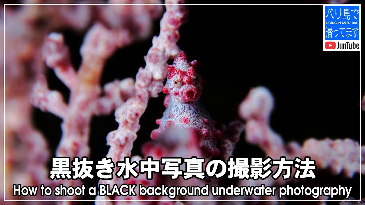 黒抜き水中写真の撮影方法【バリ島アメッド・水中動画】