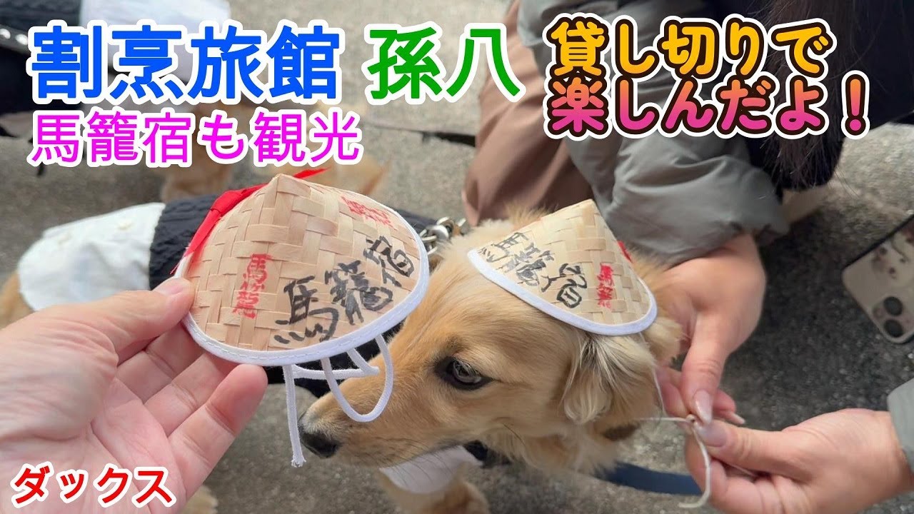 割烹旅館 孫八さんを貸切で楽しんだよ！ 馬籠宿も観光 ミニチュアダックスフンド 多頭飼い 犬連れ ３歳／１歳【ちゃんねるナッツ】vol.241