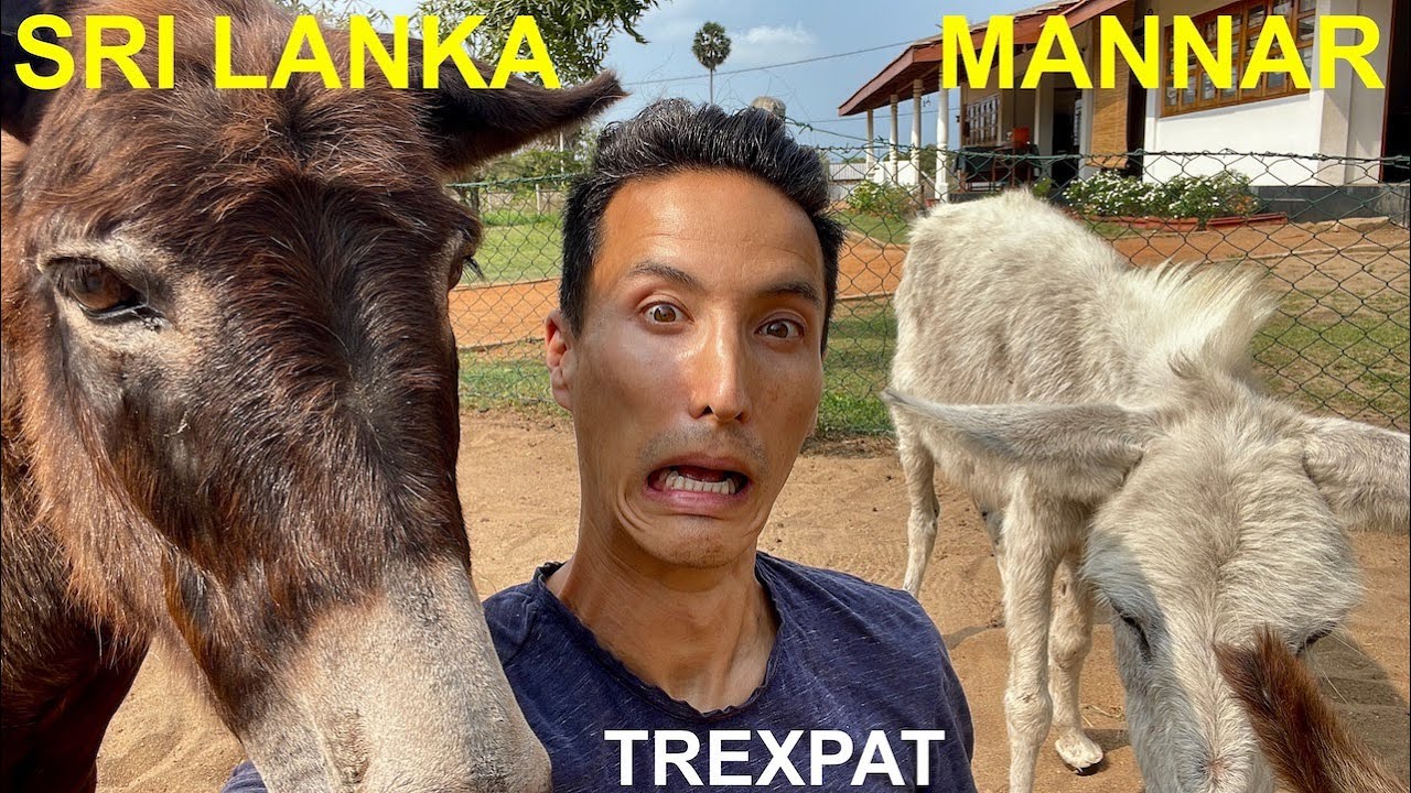 Шри-Ланка - Остров Маннар (остров ослов) 🇱🇰🐎 | Путешествия Trexpat