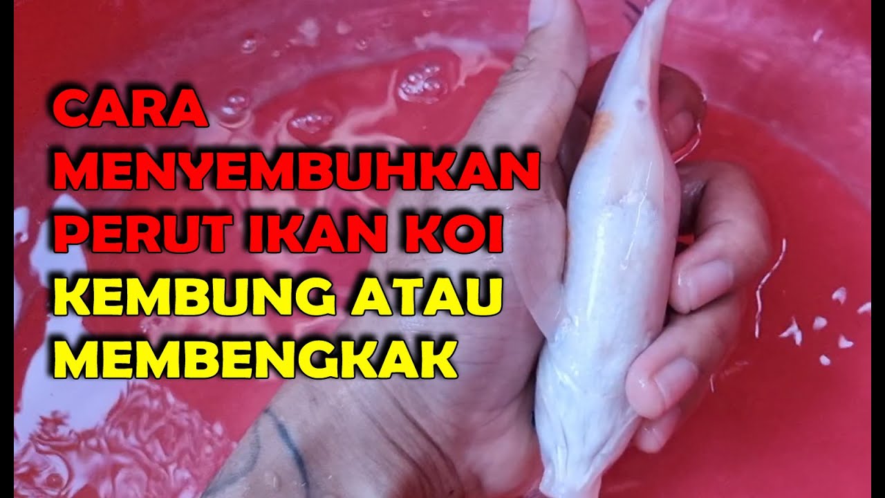 CARA MENYEMBUHKAN PERUT IKAN KOI KEMBUNG | MEMBENGKAK | DROPSY