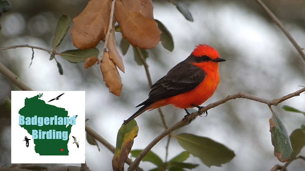 Finding the Vermilion Flycatcher (Birding Cypremort Point State Park, Louisiana)