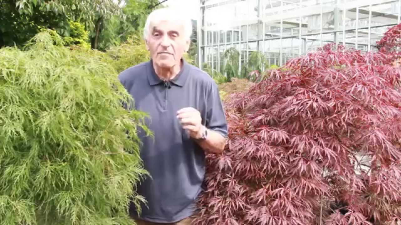 Japanischer Ahorn im VOL.AT-Gartentipp