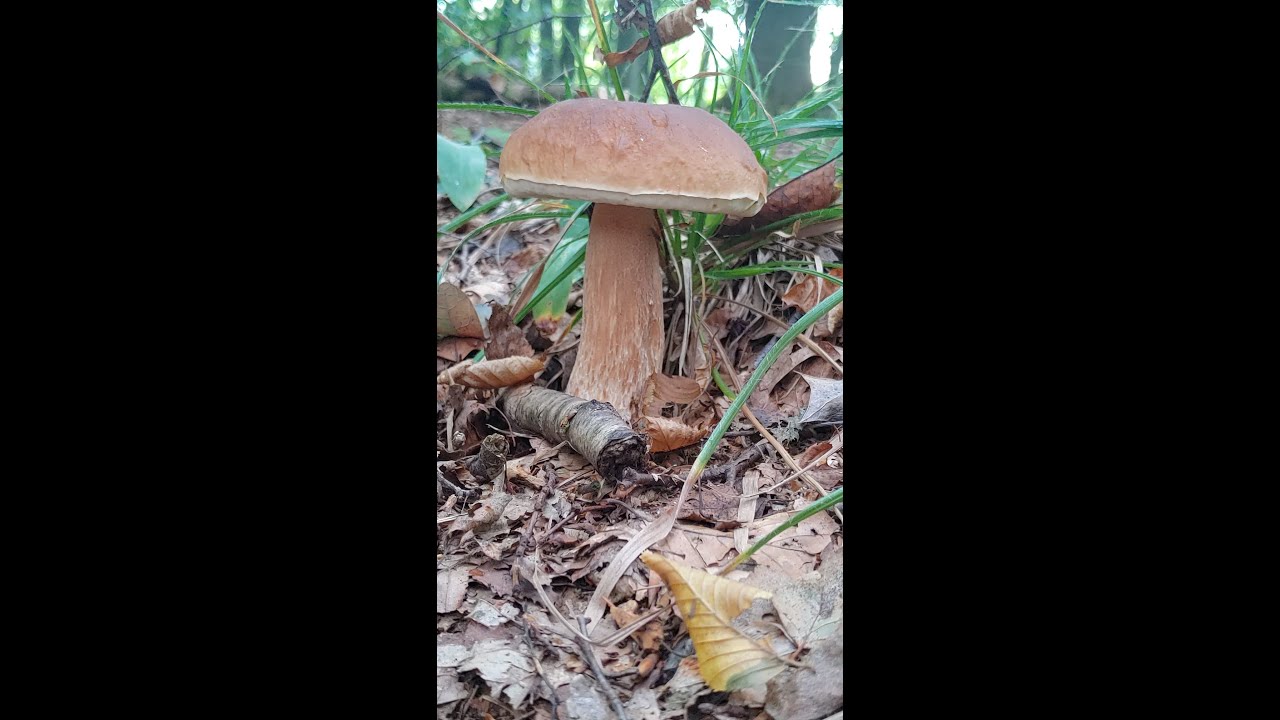 Pilze im Oktober 2023 auf unserem Waldgrundstück