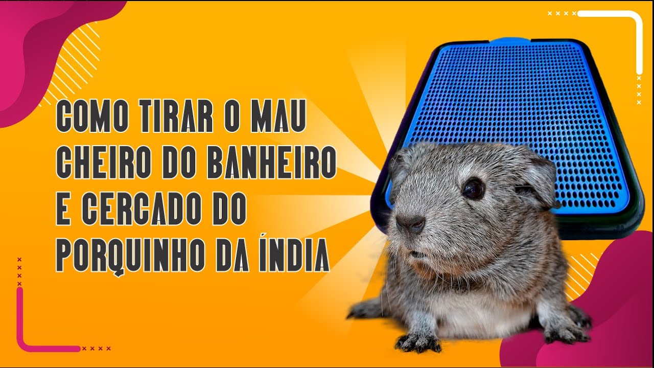 COMO TIRAR O MAU CHEIRO DO BANHEIRO E CERCADO DO PORQUINHO DA ÍNDIA