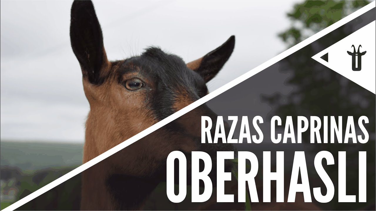 Oberhasli | Razas caprinas