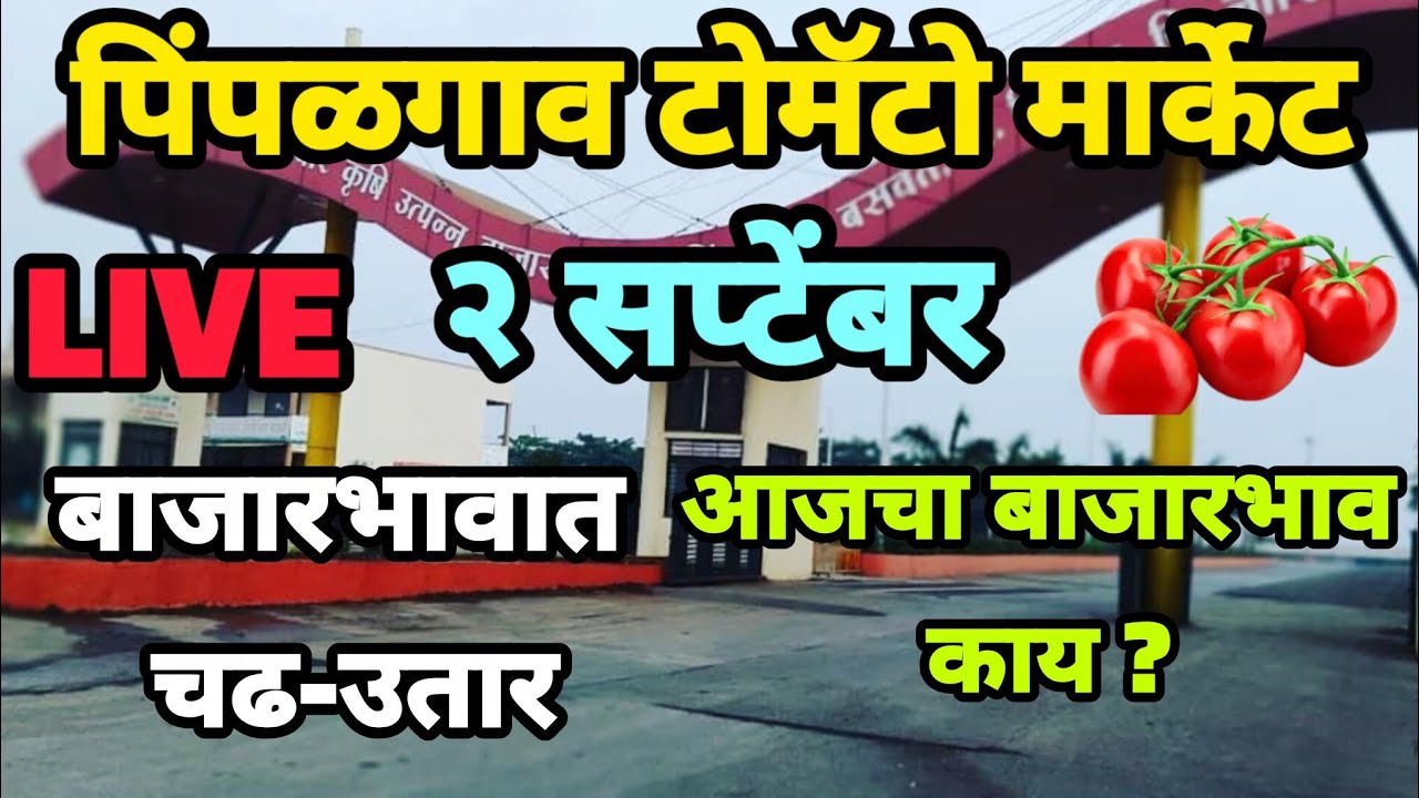 2|09|2026 पिंपळगाव टोमॅटो मार्केट | pimpalgaon baswant nashik tomato market rate #tomato #rate 