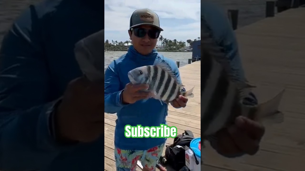 SHEEPSHEAD #fypviralシ #fypシ゚viral  #fyp #sheepshead #sheepsheadfishing #Florida #fyp #viral #trend