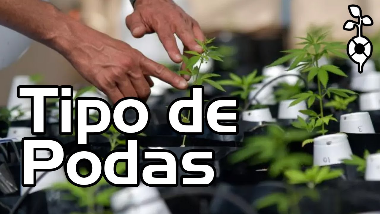 Podas Top,  Super Cropping,  Amarras, CUPOM10%OFF GROW  MACONHA  CANNABIS CULTIVO INDOOR PAINEL LED