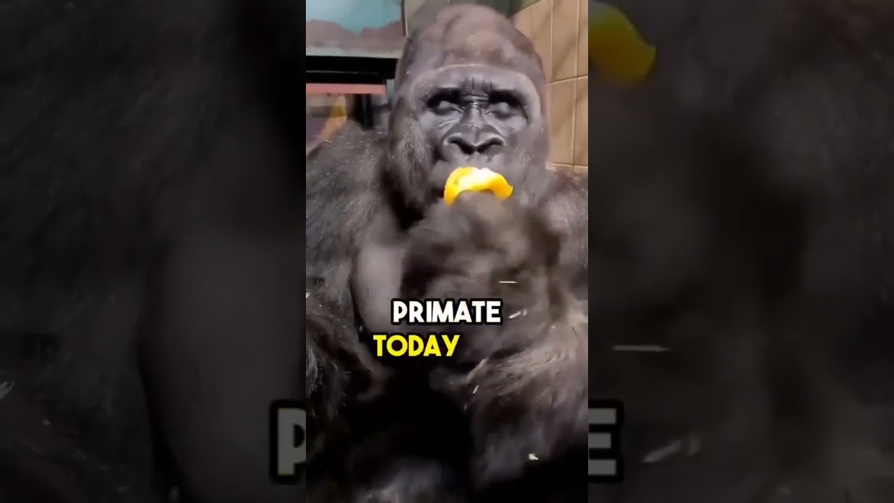 three animals with a common ancestor that a humans