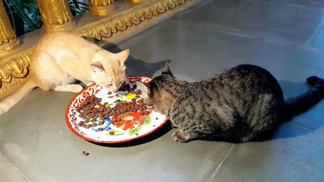 The smart cats in the pagoda are enjoying food together very lovely