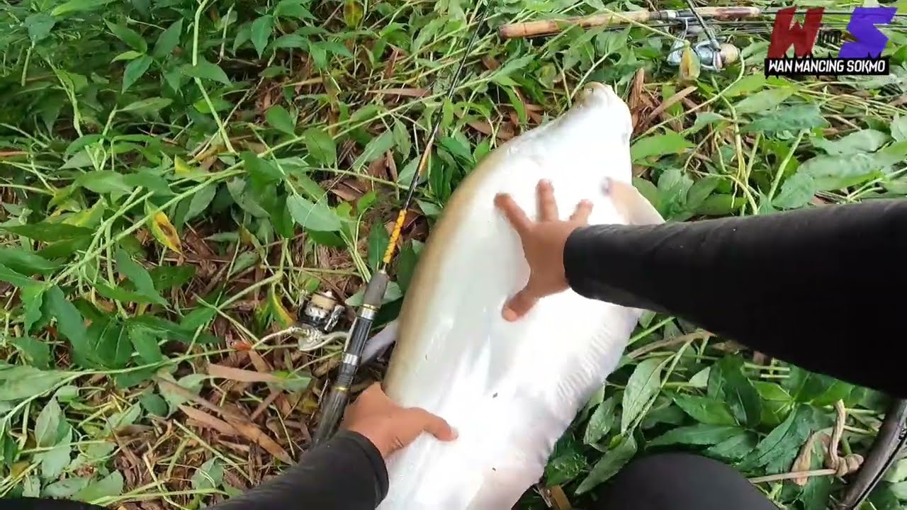 Betul2 gila tarikan Ikan belida size monster