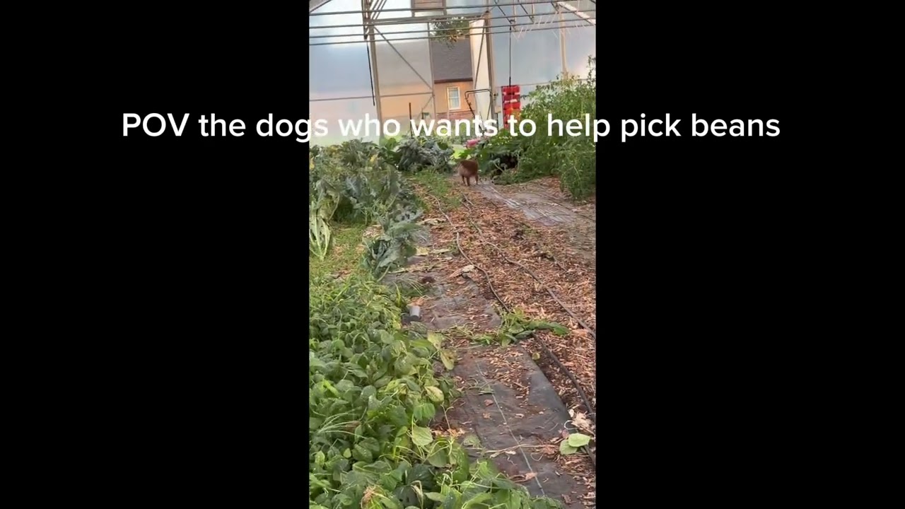 Garden dogs!😊