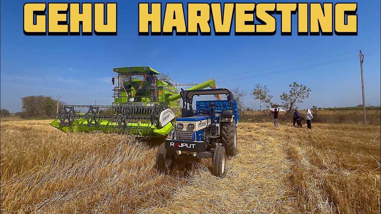 गेहूं की कटाई 🌾 Wheat Harvesting with combine Harvester 💯