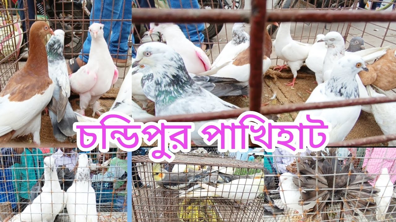 চন্ডিপুর পিজন মার্কেট পাখির হাট Chandipur pakhir hat চুয়া চন্দন মুখিনাং ময়ূরপঙ্খী মাদ্রাসি গিরিবাজ